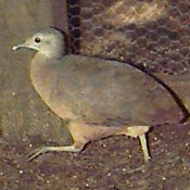 Little Tinamou